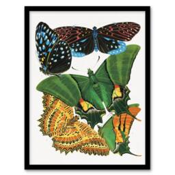 Artery8 Vintage Vibrant Butterflies Papillon Framed Wall Art Print Eugene Seguy - Size: A4 - thumbnail 1