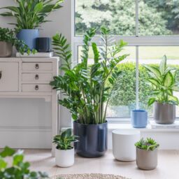 Ivyline Lisbon Planter French Navy H26Cm D26Cm- Ceramic- Best Seller- Available from 12cm to 26 cm & 5 colours
