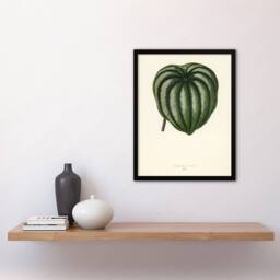 Artery8 Vintage Botanical Pepper Elder Leaf Fawcett Framed Wall Art Print in Beige - Size: A4 - thumbnail 4