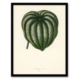 Artery8 Vintage Botanical Pepper Elder Leaf Fawcett Framed Wall Art Print in Beige - Size: A4 - thumbnail 1