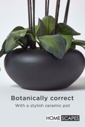 Homescapes Luxury Artificial Orchid in Black Bowl, 79 cm, Cream - thumbnail 4