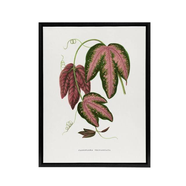 "Artery8 AF Lydon B Fawcett Passiflora Trifasciata Leaves Framed Canvas Art in White - Size: W12"" x H16""" - image 1