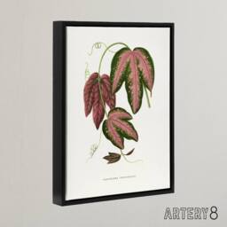 "Artery8 AF Lydon B Fawcett Passiflora Trifasciata Leaves Framed Canvas Art in White - Size: W12"" x H16""" - thumbnail 2