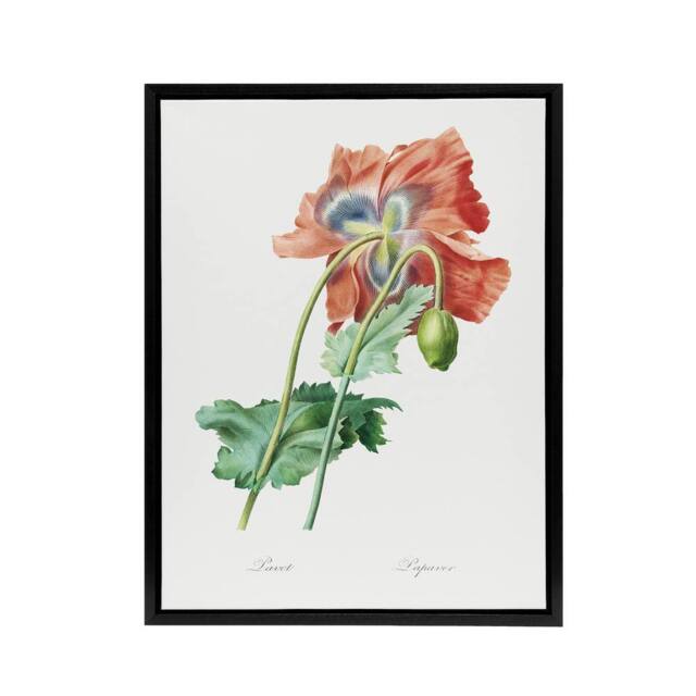 "Artery8 Poppy Flower Botanical Redoute Vintage Black Framed Canvas Wall Art in White - Size: W12"" x H16""" - image 1