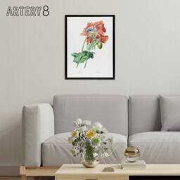"Artery8 Poppy Flower Botanical Redoute Vintage Black Framed Canvas Wall Art in White - Size: W12"" x H16""" - thumbnail 3