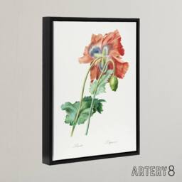 "Artery8 Poppy Flower Botanical Redoute Vintage Black Framed Canvas Wall Art in White - Size: W12"" x H16""" - thumbnail 2