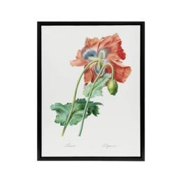 "Artery8 Poppy Flower Botanical Redoute Vintage Black Framed Canvas Wall Art in White - Size: W12"" x H16""" - thumbnail 1