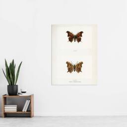 "Artery8 Question Mark Butterfly Vintage Artwork Denton Wall Art Poster Print in White - Size: W12"" x H16""" - thumbnail 4