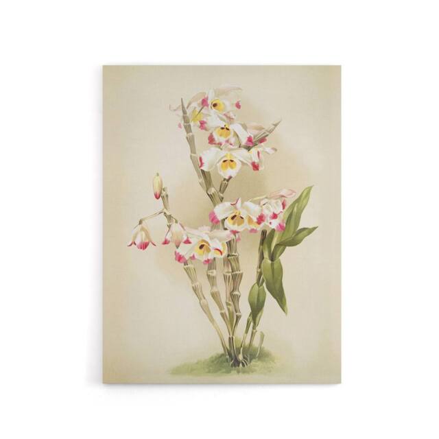 "Artery8 Frederick Sander Dendrobium Wardianum Orchid Flowers Canvas Art Print - Size: W12"" x H16""" - image 1