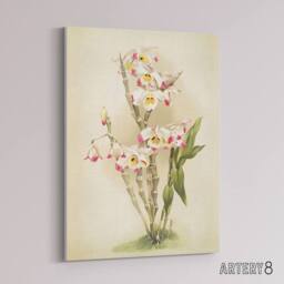 "Artery8 Frederick Sander Dendrobium Wardianum Orchid Flowers Canvas Art Print - Size: W12"" x H16""" - thumbnail 2