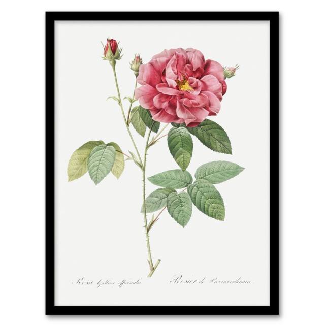 Artery8 French Rose Illustration Redoute Vintage Framed Wall Art Print in White - Size: A4 - image 1