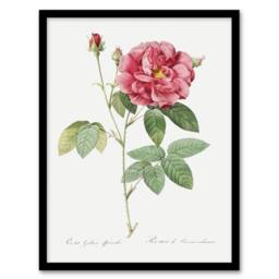 Artery8 French Rose Illustration Redoute Vintage Framed Wall Art Print in White - Size: A4 - thumbnail 1