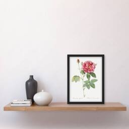 Artery8 French Rose Illustration Redoute Vintage Framed Wall Art Print in White - Size: A4 - thumbnail 4