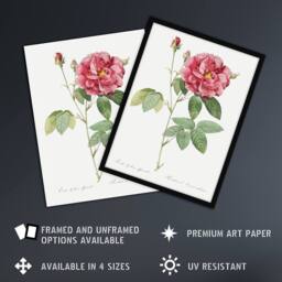 Artery8 French Rose Illustration Redoute Vintage Framed Wall Art Print in White - Size: A4 - thumbnail 2