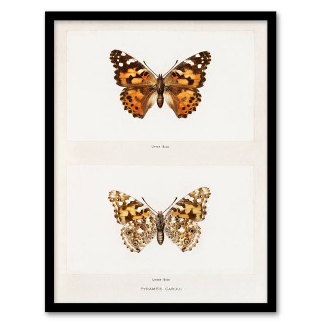 Artery8 Denton Framed Wall Art Painted Lady Butterfly Vintage Illustration in White - Size: A4 - image 1