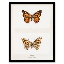 Artery8 Denton Framed Wall Art Painted Lady Butterfly Vintage Illustration in White - Size: A4 - thumbnail 1