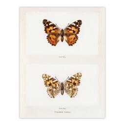 Artery8 Denton Framed Wall Art Painted Lady Butterfly Vintage Illustration in White - Size: A4 - thumbnail 3