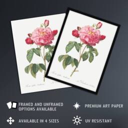 "Artery8 French Rose Botanical Redoute Vintage Wall Art Print Poster in White - Size: W12"" x H16""" - thumbnail 2