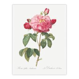 "Artery8 French Rose Botanical Redoute Vintage Wall Art Print Poster in White - Size: W12"" x H16""" - thumbnail 1