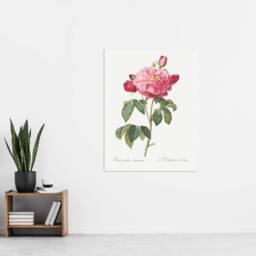 "Artery8 French Rose Botanical Redoute Vintage Wall Art Print Poster in White - Size: W12"" x H16""" - thumbnail 4