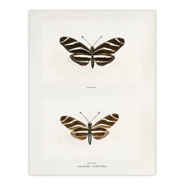 "Artery8 Zebra Longwing Butterfly Sherman Denton Wall Art Poster Print in White - Size: W12"" x H16""" - image 1