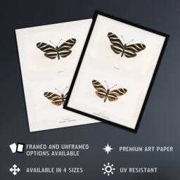"Artery8 Zebra Longwing Butterfly Sherman Denton Wall Art Poster Print in White - Size: W12"" x H16""" - thumbnail 2