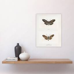 "Artery8 Zebra Longwing Butterfly Sherman Denton Wall Art Poster Print in White - Size: W12"" x H16""" - thumbnail 4