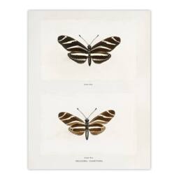 "Artery8 Zebra Longwing Butterfly Sherman Denton Wall Art Poster Print in White - Size: W12"" x H16""" - thumbnail 1