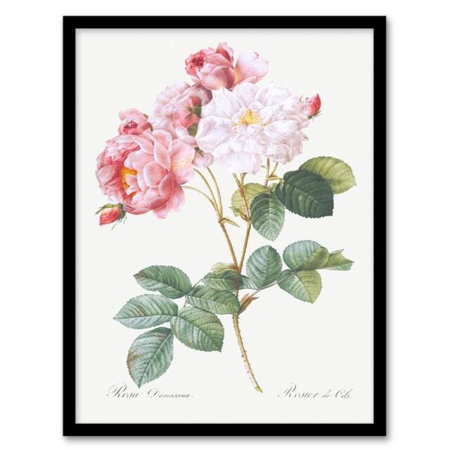 Artery8 Redoute Framed Wall Art Vintage Pink Rosebush Flowers Illustration in White - Size: A4 - image 1