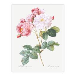 Artery8 Redoute Framed Wall Art Vintage Pink Rosebush Flowers Illustration in White - Size: A4 - thumbnail 3