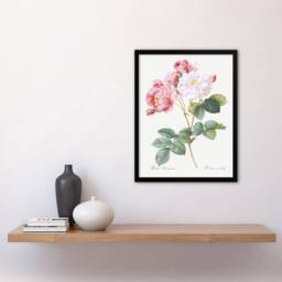 Artery8 Redoute Framed Wall Art Vintage Pink Rosebush Flowers Illustration in White - Size: A4 - thumbnail 2
