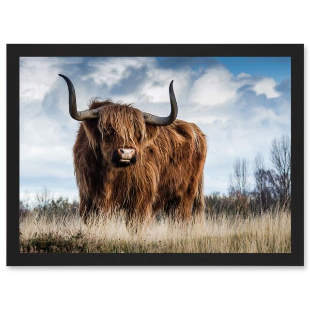 Artery8 Scottish Highland Cow Hairy Coo Photo Artwork Framed Wall Art Print A4 in Black - image 1