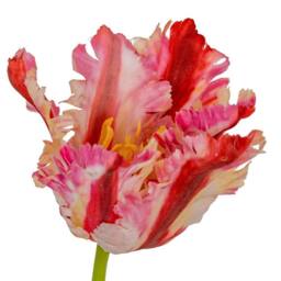 Lemon Pavilion Furniture and Decor Multi Pink Parrot Tulip Artificial Flower - Plastic - H69 cm - Green - thumbnail 3