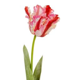 Lemon Pavilion Furniture and Decor Multi Pink Parrot Tulip Artificial Flower - Plastic - H69 cm - Green - thumbnail 2