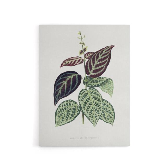 "Artery8 AF Lydon B Fawcett Bignonia Argyro Violacea Crossvine Canvas Art Print in White - Size: W12"" x H16""" - image 1