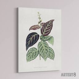 "Artery8 AF Lydon B Fawcett Bignonia Argyro Violacea Crossvine Canvas Art Print in White - Size: W12"" x H16""" - thumbnail 2