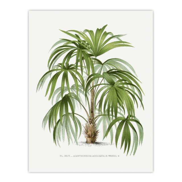 "Artery8 Acathophiza Aculeata Palm Tree Kerchove Wall Art Poster Print in White - Size: W12"" x H16""" - image 1