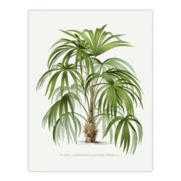 "Artery8 Acathophiza Aculeata Palm Tree Kerchove Wall Art Poster Print in White - Size: W12"" x H16""" - thumbnail 1