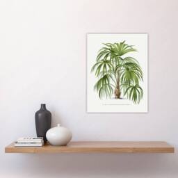 "Artery8 Acathophiza Aculeata Palm Tree Kerchove Wall Art Poster Print in White - Size: W12"" x H16""" - thumbnail 4