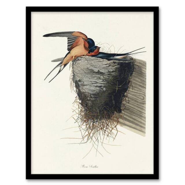 Artery8 Birds of America Barn Swallow Audubon Nature Framed Wall Art Print in White - Size: A4 - image 1
