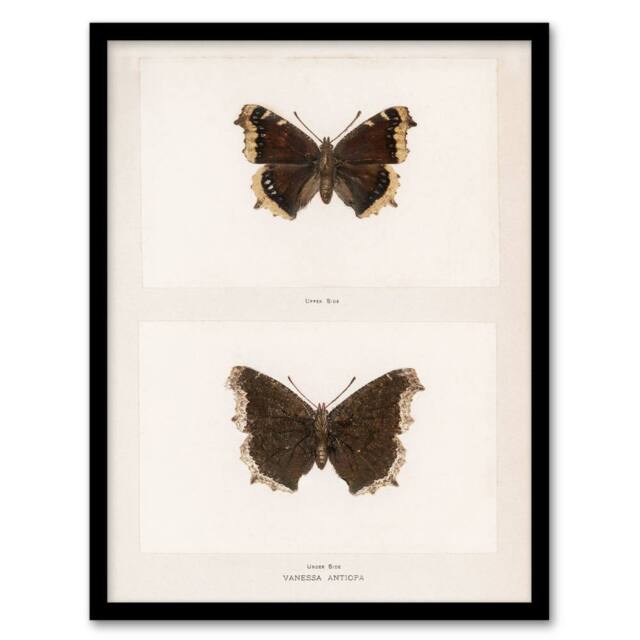 Artery8 Sherman Denton Framed Wall Art Print Mourning Cloak Butterfly in White - Size: A4 - image 1