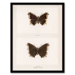 Artery8 Sherman Denton Framed Wall Art Print Mourning Cloak Butterfly in White - Size: A4 - thumbnail 1