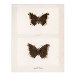 Artery8 Sherman Denton Framed Wall Art Print Mourning Cloak Butterfly in White - Size: A4 - thumbnail 3