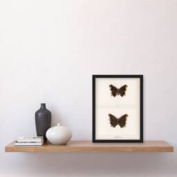 Artery8 Sherman Denton Framed Wall Art Print Mourning Cloak Butterfly in White - Size: A4 - thumbnail 2