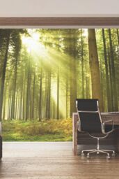Origin Murals Spruce Forest Wall Mural in Emerald - Size: W300 cm x H240 cm - thumbnail 1