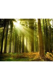 Origin Murals Spruce Forest Wall Mural in Emerald - Size: W300 cm x H240 cm - thumbnail 2