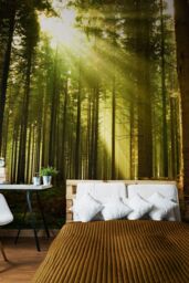 Origin Murals Spruce Forest Wall Mural in Emerald - Size: W300 cm x H240 cm - thumbnail 3