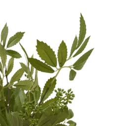 Lemon Pavilion Furniture and Decor Long Fennel Stem - Plastic - L26 x W26 x H76 cm - Green - thumbnail 6