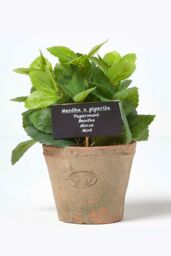 Homescapes Artificial Mint Plant in Decorative Pot in Terracotta