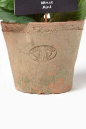 Homescapes Artificial Mint Plant in Decorative Pot in Terracotta - thumbnail 3